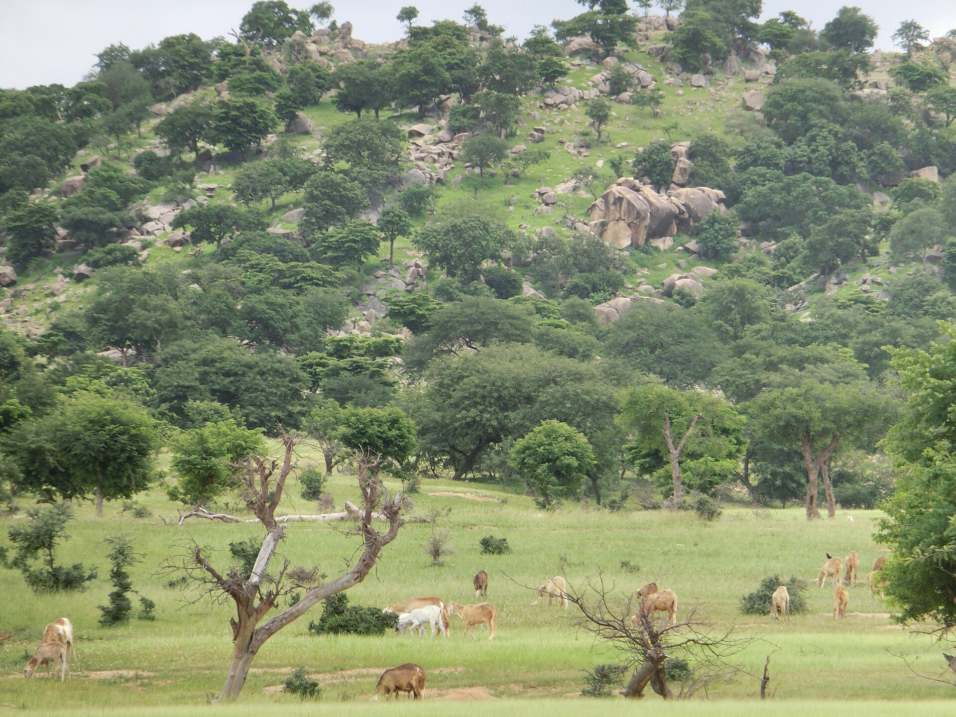 Landscape near Dougu Village, South Darfur State