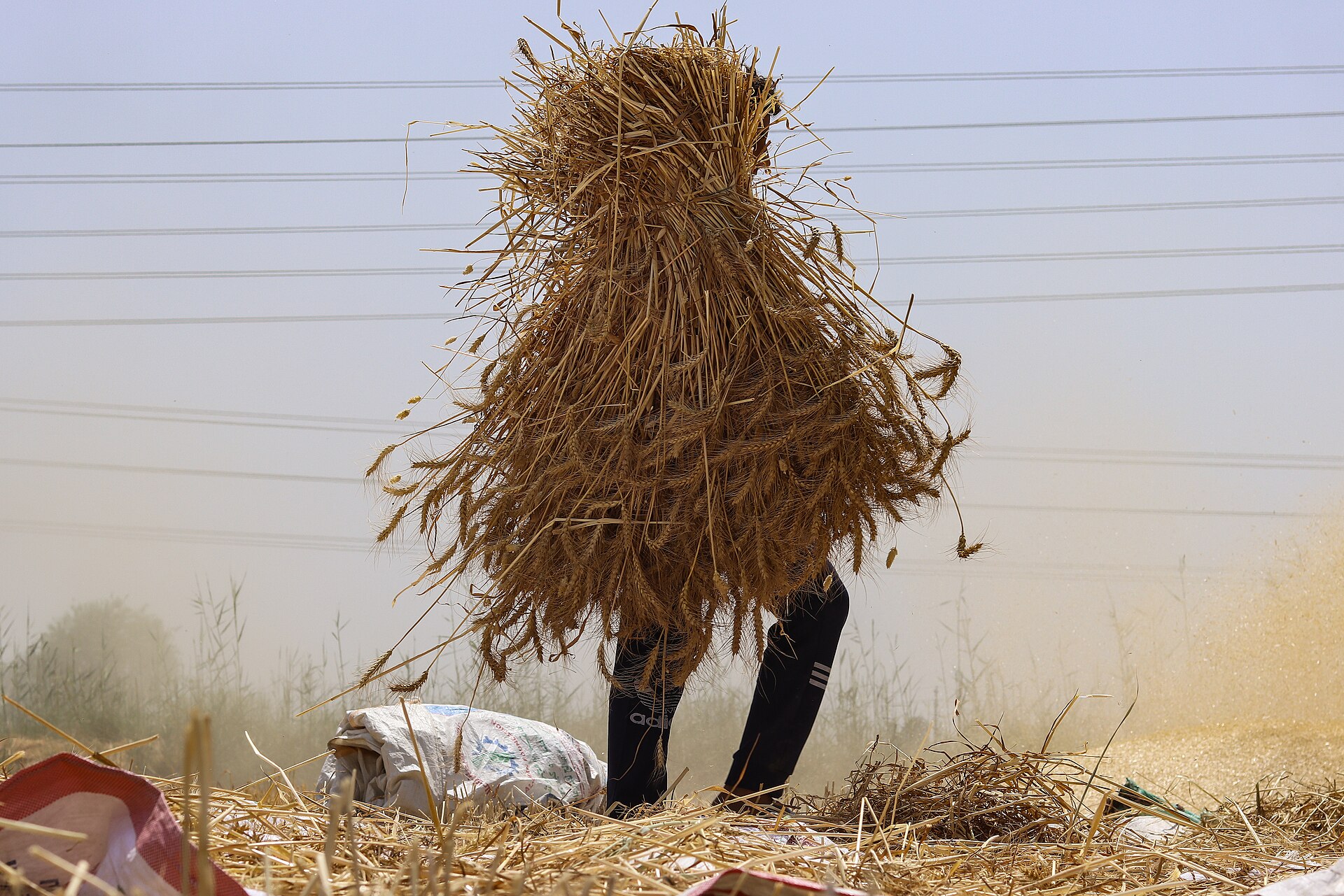 Wheat harvest, representing agricultural and food security support